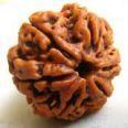 6 mukhi rudraksha